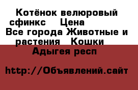 Котёнок велюровый сфинкс. › Цена ­ 15 000 - Все города Животные и растения » Кошки   . Адыгея респ.